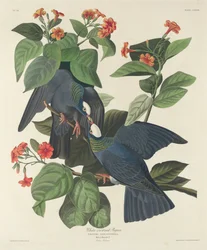 Weißkronentaube, 1833